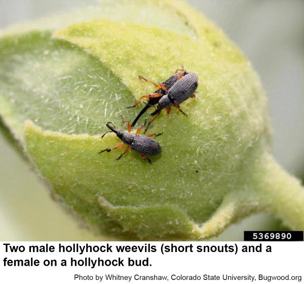 Male hollyhock weevils have relatively shorter snouts.